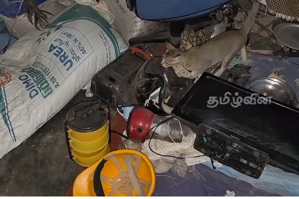 திருகோணமலையில் காட்டு யானைகள் அட்டகாசம்: பொதுமக்கள் விடுத்துள்ள கோரிக்கை | Wild Elephants In Trincomalee