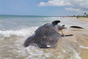 குச்சவெளி கடற்பரப்பில் கரையொதுங்கிய மோரா