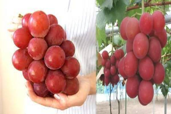 உலகின் மிகப்பெரிய திராட்சை - விண்ணைத் தொடும் விலை - காரணம் என்ன! | World Record Ruby Roman Grapes In Japan