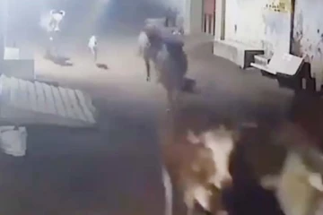 துரத்திய சிங்கம்! மாடுகளை காப்பாற்றிய நாயின் சமார்த்தியம்