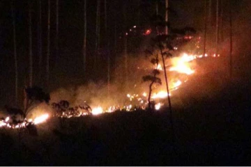 වන අඩවියක හදිස්සියේම ඇති වූ ගින්න