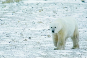 கனடாவில் மனைவியின் உயிரை மீட்ட நபருக்கு நேர்ந்த கதி!