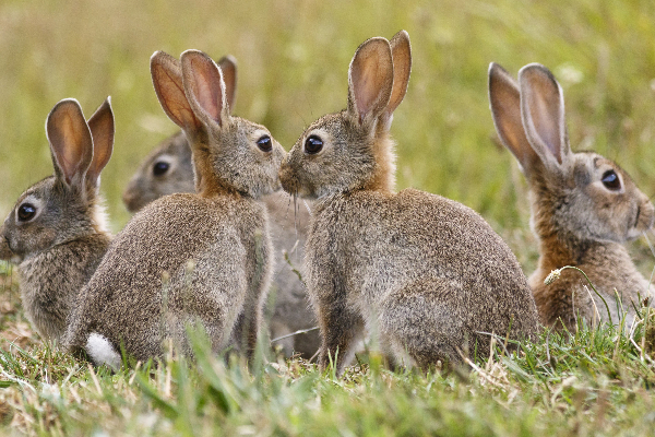முயலால் ஆஸ்திரேலியாவிற்கு இத்தனை கோடி நஷ்டமா! | So Many Crores Loss To Australia Due To Rabbit