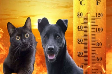 கடும் வெப்பம் : கருப்பு நிற விலங்குகள் தொடர்பில் வெளியான எச்சரிக்கை