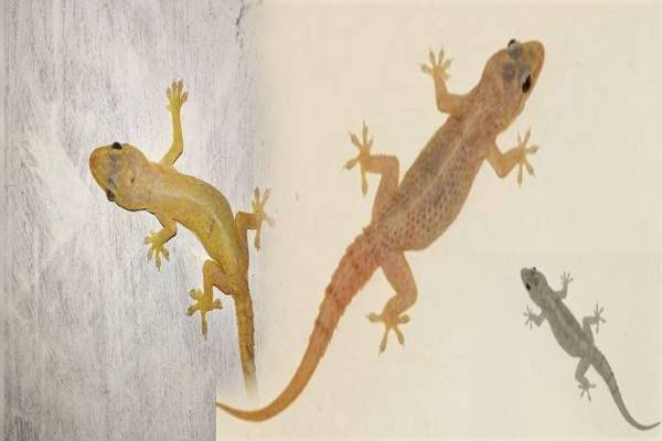 வீட்டில் குட்டி பல்லி அடிக்கடி தென்படுதா? அப்போ இந்த தவறை மட்டும் பண்ணீறாதிங்க! | Is The Small Lizard Goddess Laxmi வீட்டில் குட்டி பல்லி அடிக்கடி தென்படுதா? அப்போ இந்த தவறை மட்டும் பண்ணீறாதிங்க! | Is The Small Lizard Goddess Laxmi