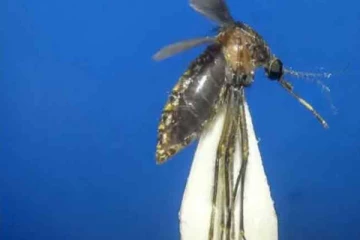 இலங்கையில் கண்டுபிடிக்கப்பட்ட புதிய வகை நுளம்பு