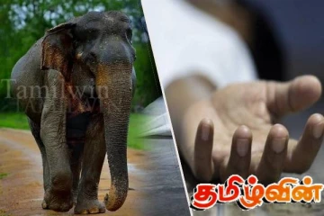காட்டு யானையின் தாக்குதலில் எட்டு வயதுச்சிறுவன் பலி