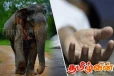 காட்டு யானையின் தாக்குதலில் எட்டு வயதுச்சிறுவன் பலி