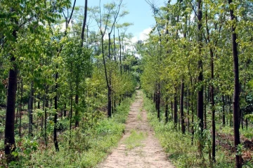 கோடிகளில் வருமானம் தரும் மர விவசாயம் - குறைந்த பராமரிப்பில் அதிக லாபமாம்