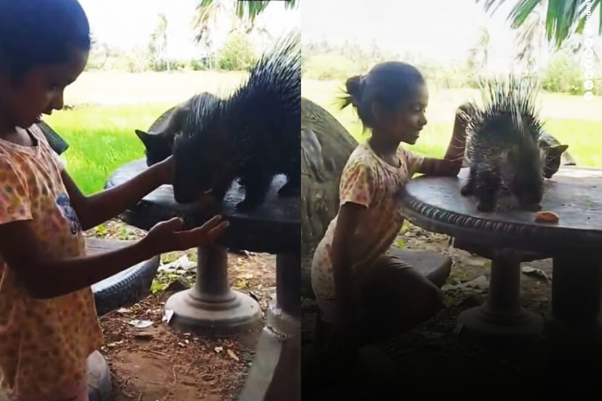 முள்ளம்பன்றி எப்படி இலங்கைச் சிறுமியின் நண்பனானது - வைரல் காணொளியின் கதை | Girl And Rescued Porcupine World Viral Video