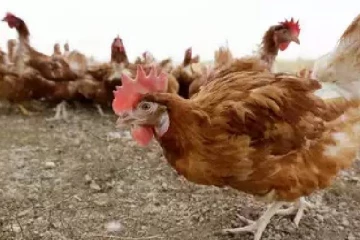 சீனாவில் கொரோனாவைத் தொடர்ந்து தீவிரமாக பரவும் மற்றொரு நோய்