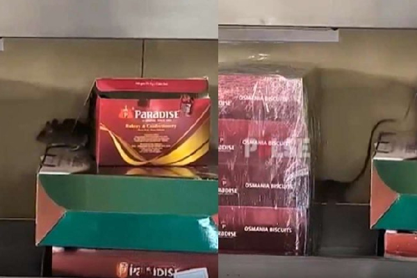 பிரபல நிறுவன பிரியாணி பாக்ஸில் துள்ளிக் குதித்த எலி - பகீர் காட்சிகள்! | Paradise Biryani Shop Rat Video Viral