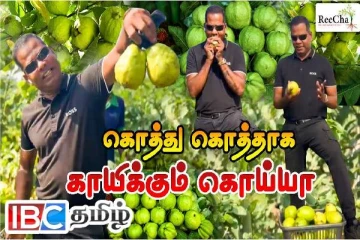 றீ(ச்)ஷாவில் கொத்து கொத்தாக காய்த்து தொங்கும் கொய்யா