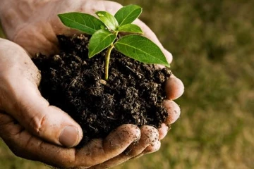 සිංහල අලුත් අවුරුද්දේ පැළ සිටවීමේ නැකත උදාවේ