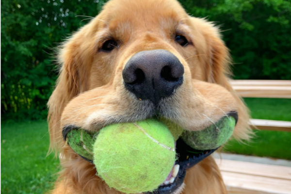 டென்னிஸ் பந்துகளை வாயில் வைத்து உலக சாதனை படைத்த நாய்! குவியும் வாழ்த்துக்கள் | Golden Retriever That Can Hold 6 Tennis Balls In