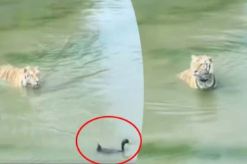 வேட்டையாட வந்த புலிக்கு தண்ணி காட்டிய வாத்து... சிரிப்பை அடக்கமுடியாத காட்சி