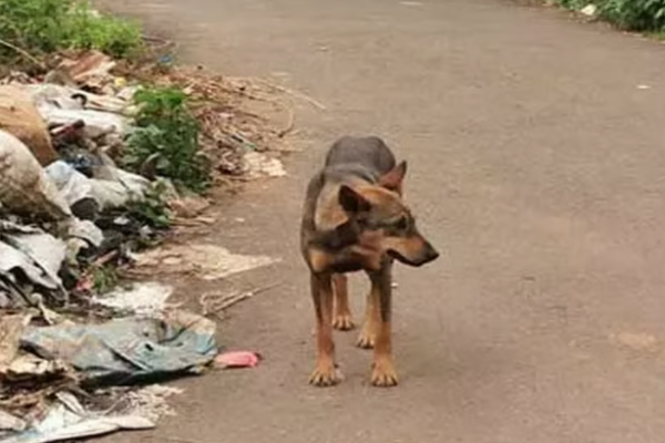 நாய்க்கு குப்பை கொட்ட பயிற்சி கொடுத்த உரிமையாளருக்கு நேர்ந்த கதி | Dog Owner Suffered For Teaching It To Throw Trash நாய்க்கு குப்பை கொட்ட பயிற்சி கொடுத்த உரிமையாளருக்கு நேர்ந்த கதி | Dog Owner Suffered For Teaching It To Throw Trash