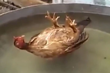 இறந்து கிடந்த கோழி! இப்படி ஒரு ட்விஸ்டா...திடீரென்று விழித்த ஆச்சரியம்