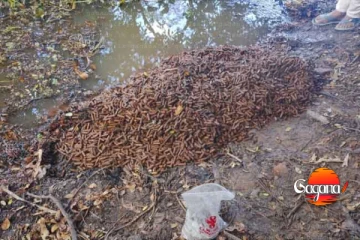 පාසලකින් උණ්ඩ තොගයක් - තත්ත්වය දරුණුයි