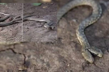 ஈராக்கில் குறைந்த ஆயுளைக் கொண்ட இரட்டை தலை நீர் பாம்பு