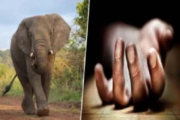 காட்டு யானை தாக்கி காவலாளி பலி