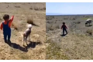 ஆட்டுக்குட்டியை அம்மாவிடம் சேர்த்து வைக்க சிறுவன் செய்த காரியம்! ட்ரெண்டான காட்சி