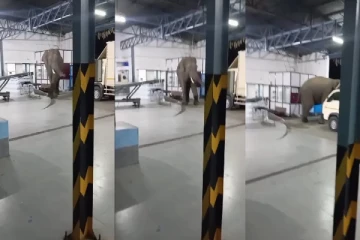 குடிநீர் சாலைக்குள் சென்ற யானை! அச்சத்தில் மூழ்கிய தொழிலாளர்கள்