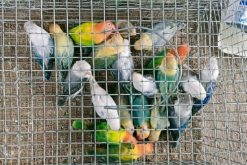 இந்தியாவிலிருந்து சட்ட விரோதமாக கொண்டுவரப்பட்ட பறவைகள்