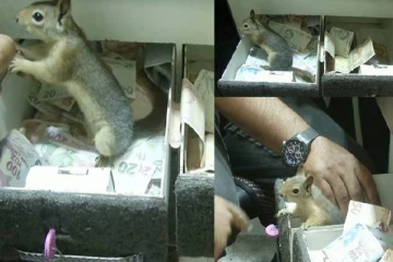 உரிமையாளரை தவிர வேற யாராச்சும் தொட்டா கடிக்கும் கல்லாபெட்டிக் காவலன் அணில்!