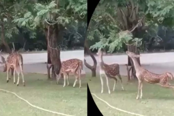 மான்களின் பசியை போக்கிய குரங்கு... என்ன செய்ததுனு நீங்களே பாருங்க