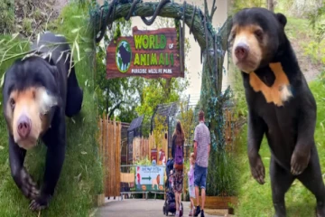 சீன கரடிகள் உண்மையானவை; வேடமிட்ட மனிதன் கிடையாது - உறுதிப்படுத்திய இங்கிலாந்து வனவிலங்கு பூங்கா!