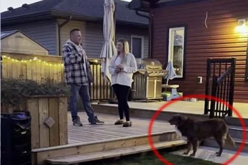 காதல் ப்ரொபோஸா பண்றீங்க... முகம்சுழிக்கும் செயலை செய்து காதலர்களை பழிவாங்கிய நாய்! வைரலாகும் காட்சி