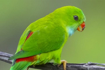 கிளி மீது பொலிஸில்  புகார் அளித்த நபர்!