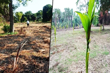 கிளிநொச்சியில் தென்னை மரங்களுக்கு தீ வைப்பு - கிராம அலுவலகரிடம் முறைப்பாடு (PHOTOS)