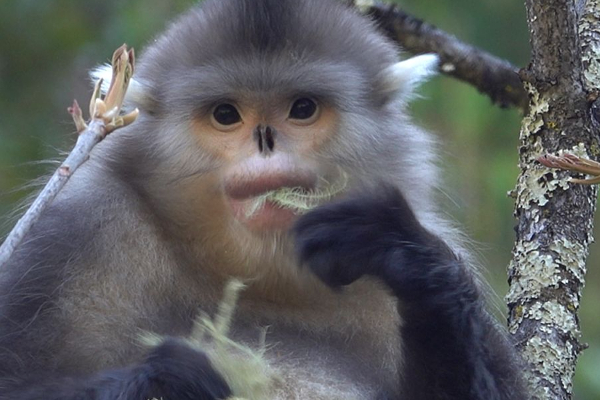 அரியவகை கருங்குரங்குகள் திருட்டு! | Rare Black Monkeys Stolen Srilanka