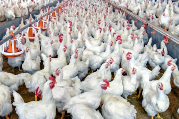 தொழிலை கைவிடும் நிலையில் கோழிப் பண்ணையாளர்கள்! | Poultry Farmers Process Of Abandoning The Business