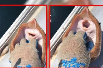 அமெரிக்காவில் குழந்தைப்போல சிரிக்கும் விசேட மீன்!