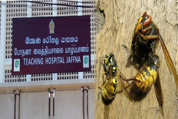 யாழில் குளவி கொட்டுக்கு இலக்கான வயோதிபர் பலி | Wasp Bite Kills Elderly Man In Jaffna