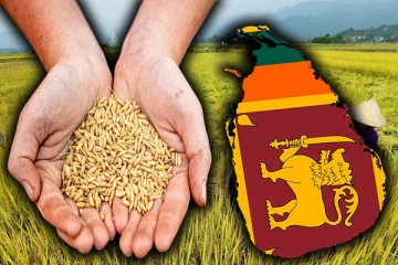 சதோச நிறுவனங்களிலும் அரிசிக்கு தட்டுப்பாடு : வெளியான தகவல்