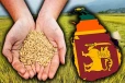 சதோச நிறுவனங்களிலும் அரிசிக்கு தட்டுப்பாடு : வெளியான தகவல்