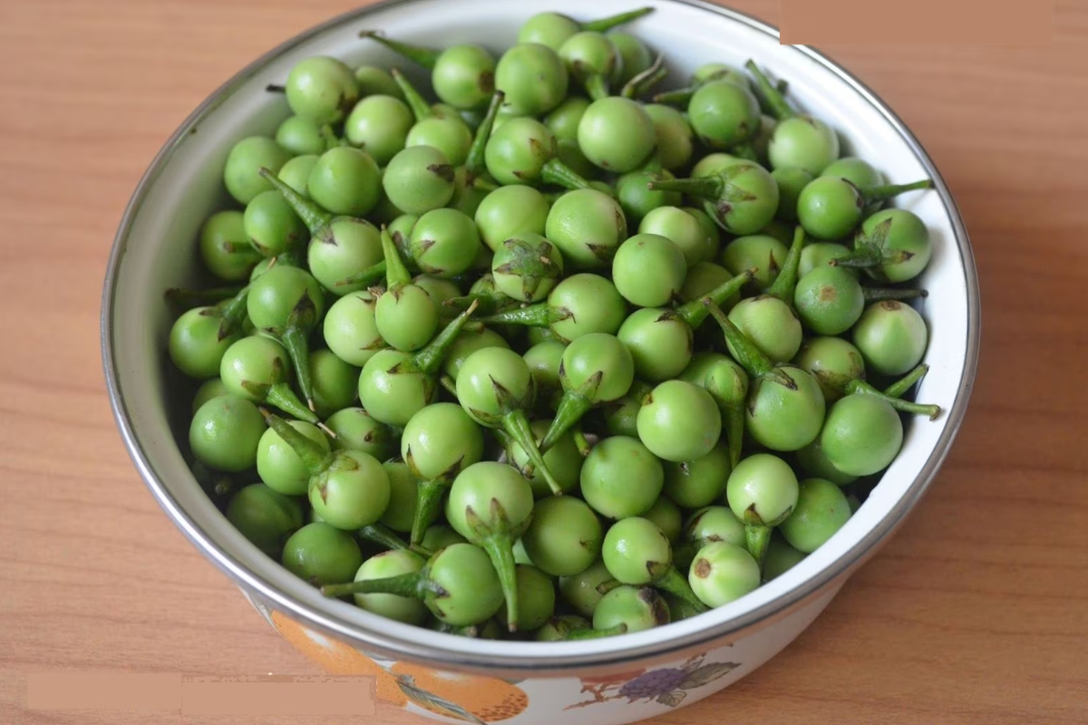 வாரம் 2 நாள் சுண்டைக்காய் சாப்பிடுங்க.. நோய்கள் பறந்தோடும் | Benefits Of Eating Sundaikai Weekly Eating 2 Days