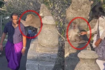 குரங்கினால் பரிதவித்து நின்ற மனிதர்! பெண்ணின் செயலால் மயங்கிய குரங்கு