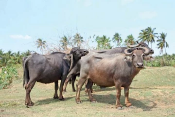 சட்டவிரோதமாக கடத்தப்பட்ட எருமை மாடுகள் - ஒருவர் கைது