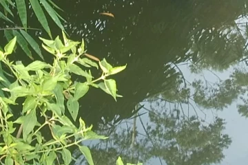 சடலமாக மீட்கப்பட்ட இளம்தாய்! ஒரு வயது குழந்தை மாயம்