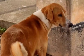 திரும்பி வருவார்.. 4 மாதம் பிணவறைக்கு முன்பே காத்திருக்கும் நாய் - நெகிழ்ச்சி!