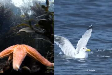 Viral Video: தன் குஞ்சுக்காக சண்டை போடும் தாய் பறவை