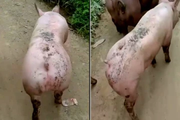 பேஷன் ஷோவிற்காக பயிற்சியெடுக்கும் பன்றி! ஒய்யார நடையை பார்த்து மிரண்டு போன இணையவாசிகள்!