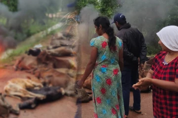 நாட்டில் ஏற்பட்ட சீரற்ற காலநிலை - கடும் குளிரால் உயிரிழந்த கால்நடைகள்!