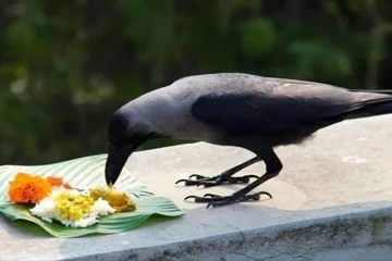 காகத்திற்கு இந்த ஒரு உணவை தினமும் வைத்து வந்தால் எப்பேர்ப்பட்ட கஷ்டமும் விலகுமாம்