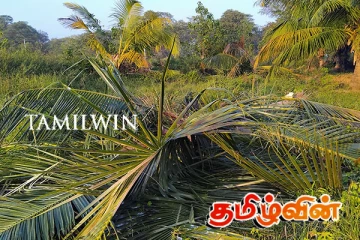 கிளிநொச்சியில் தென்னை மரங்களை நாசம் செய்த காட்டு யானைகள்